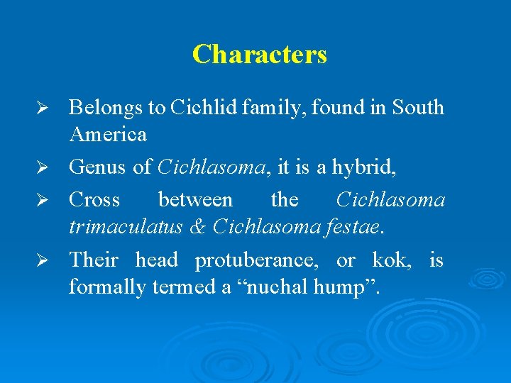 Characters Ø Ø Belongs to Cichlid family, found in South America Genus of Cichlasoma,