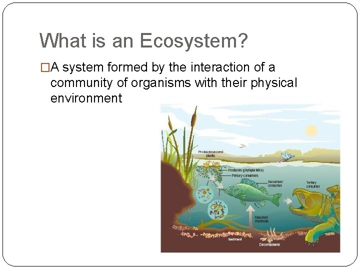 What is an Ecosystem? �A system formed by the interaction of a community of