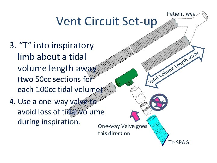 Vent Circuit Set-up Patient wye 3. “T” into inspiratory limb about a tidal volume