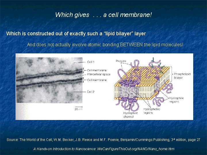 Which gives. . . a cell membrane! Which is constructed out of exactly such
