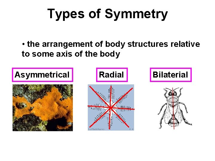 Types of Symmetry • the arrangement of body structures relative to some axis of