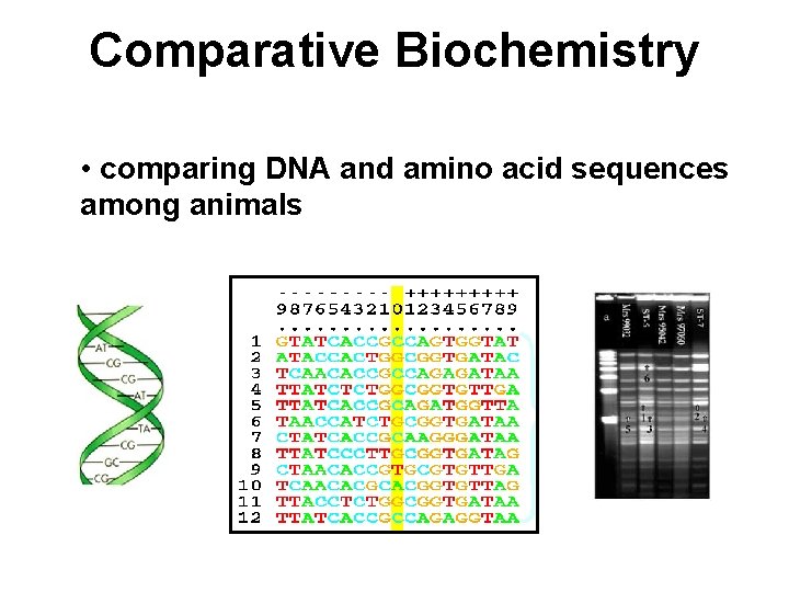 Comparative Biochemistry • comparing DNA and amino acid sequences among animals 