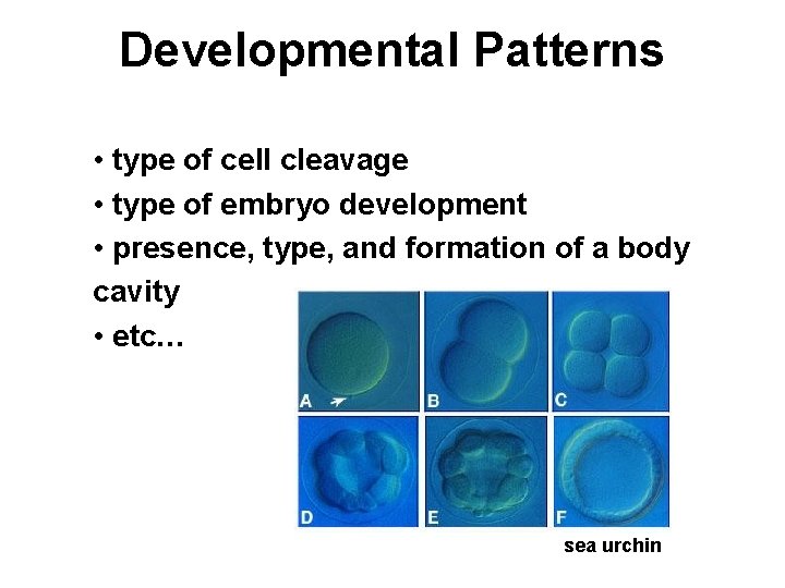Developmental Patterns • type of cell cleavage • type of embryo development • presence,