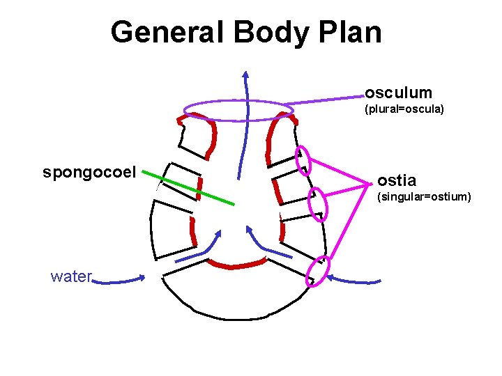 General Body Plan osculum (plural=oscula) spongocoel ostia (singular=ostium) water 