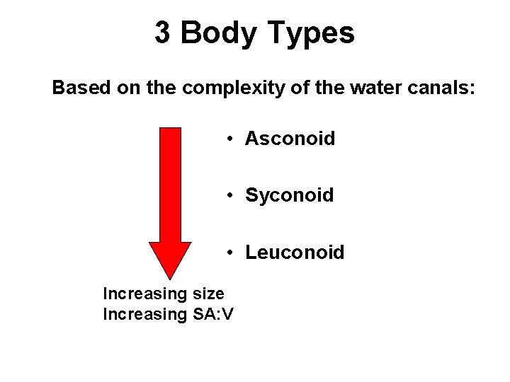 3 Body Types Based on the complexity of the water canals: • Asconoid •