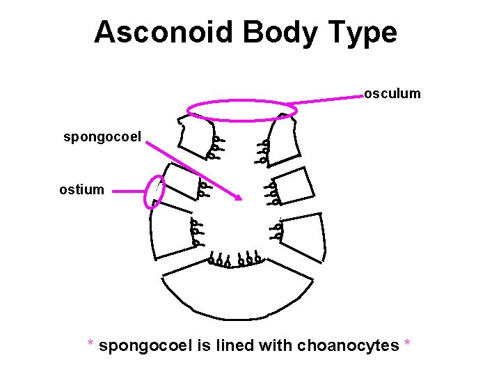 Asconoid Body Type osculum spongocoel ostium * spongocoel is lined with choanocytes * 