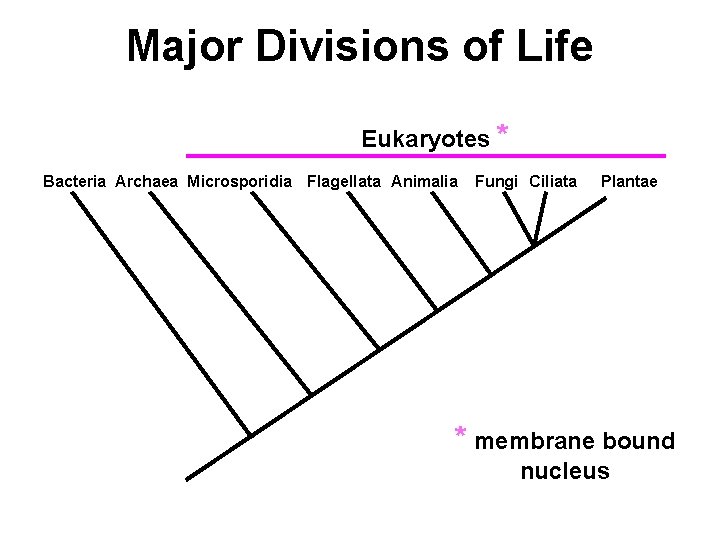 Major Divisions of Life Eukaryotes * Bacteria Archaea Microsporidia Flagellata Animalia Fungi Ciliata Plantae