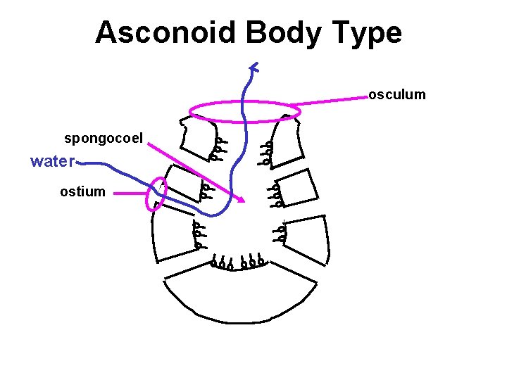 Asconoid Body Type osculum spongocoel water ostium 