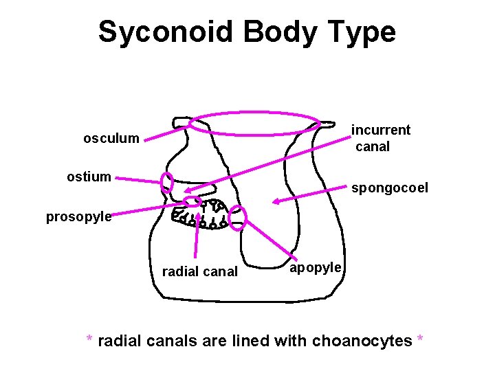 Syconoid Body Type incurrent canal osculum ostium spongocoel prosopyle radial canal apopyle * radial