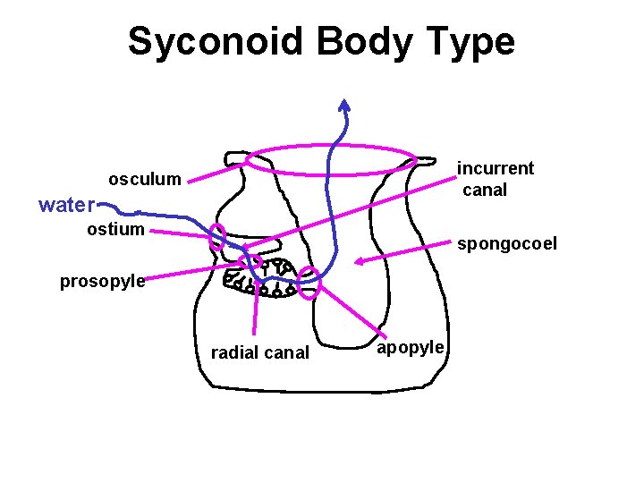 Syconoid Body Type incurrent canal osculum water ostium spongocoel prosopyle radial canal apopyle 