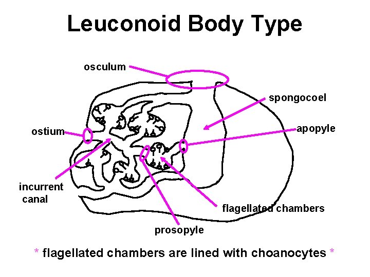Leuconoid Body Type osculum spongocoel apopyle ostium incurrent canal flagellated chambers prosopyle * flagellated