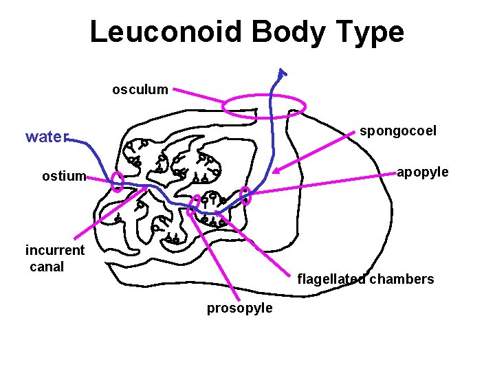 Leuconoid Body Type osculum spongocoel water apopyle ostium incurrent canal flagellated chambers prosopyle 