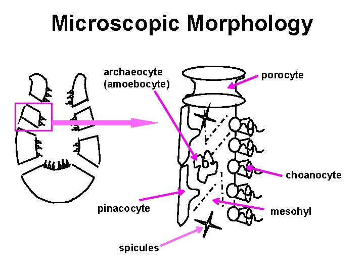 Microscopic Morphology archaeocyte (amoebocyte) porocyte choanocyte pinacocyte spicules mesohyl 