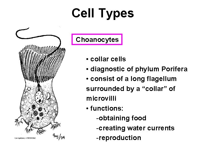 Cell Types Choanocytes • collar cells • diagnostic of phylum Porifera • consist of