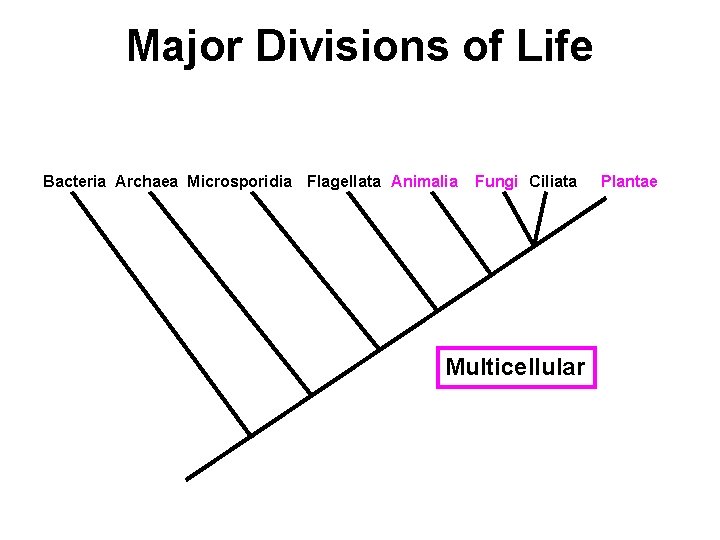 Major Divisions of Life Bacteria Archaea Microsporidia Flagellata Animalia Fungi Ciliata Multicellular Plantae 
