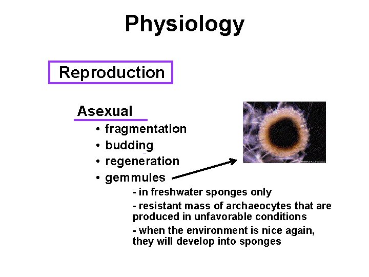 Physiology Reproduction Asexual • • fragmentation budding regeneration gemmules - in freshwater sponges only