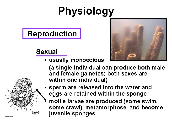 Physiology Reproduction Sexual • usually monoecious (a single individual can produce both male and