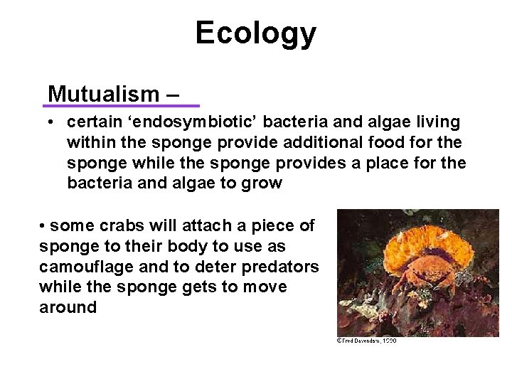 Ecology Mutualism – • certain ‘endosymbiotic’ bacteria and algae living within the sponge provide