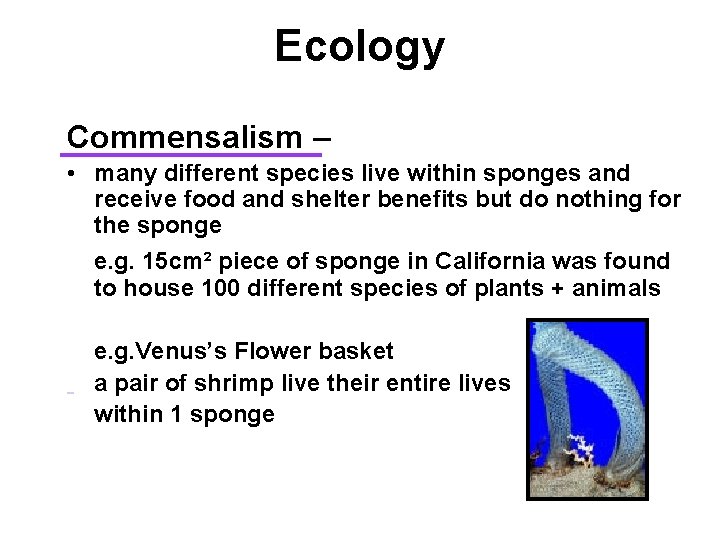 Ecology Commensalism – • many different species live within sponges and receive food and