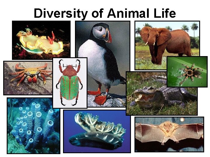 Diversity of Animal Life 