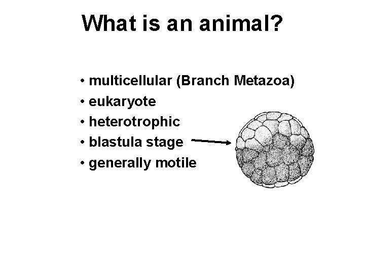 What is an animal? • multicellular (Branch Metazoa) • eukaryote • heterotrophic • blastula