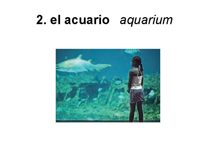 2. el acuario aquarium 