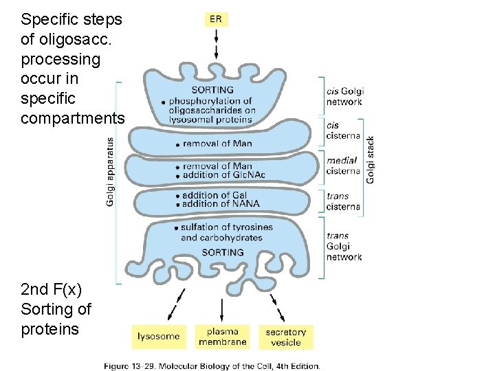 Specific steps of oligosacc. processing occur in specific compartments 2 nd F(x) Sorting of