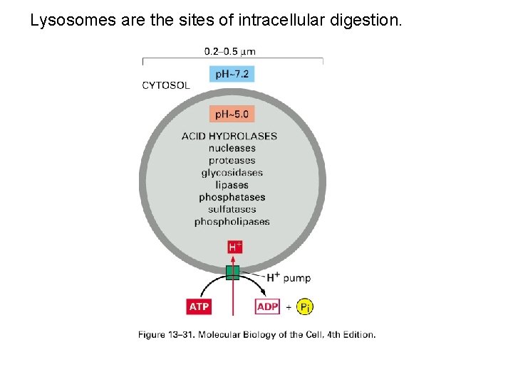 Lysosomes are the sites of intracellular digestion. 