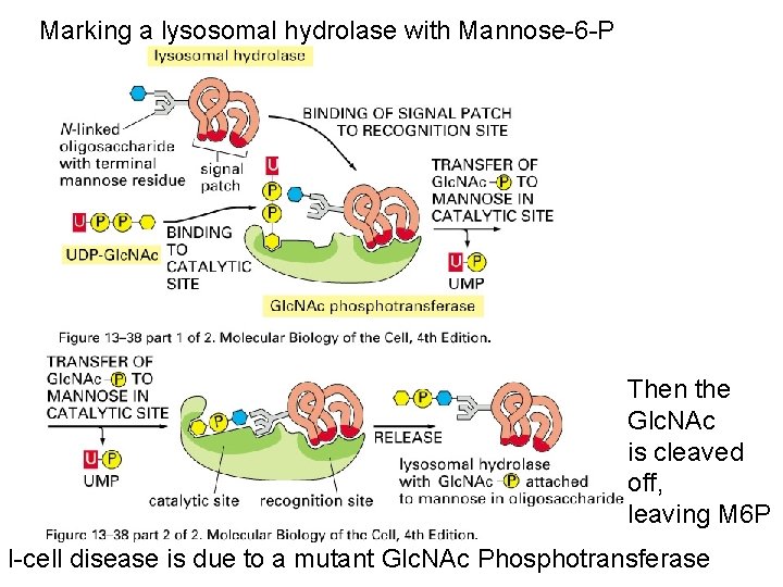 Marking a lysosomal hydrolase with Mannose-6 -P Then the Glc. NAc is cleaved off,