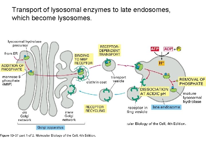 Transport of lysosomal enzymes to late endosomes, which become lysosomes. 