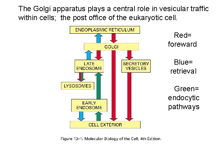 The Golgi apparatus plays a central role in vesicular traffic within cells; the post