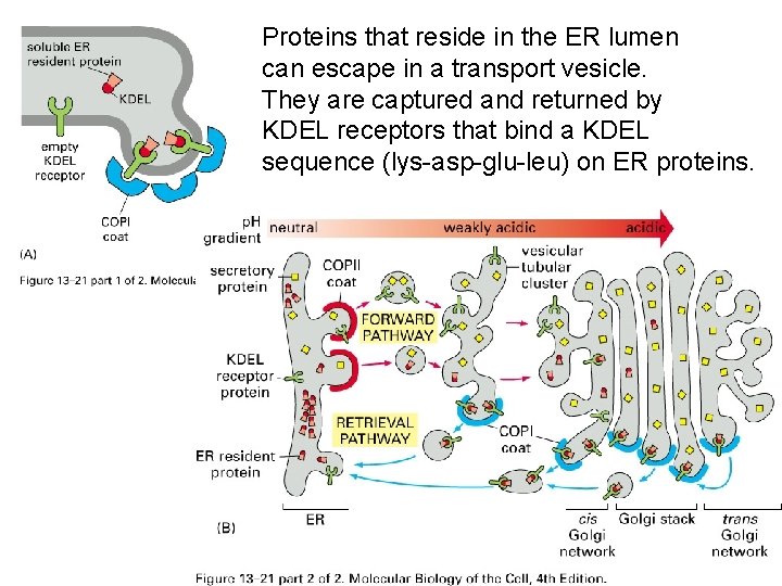 Proteins that reside in the ER lumen can escape in a transport vesicle. They