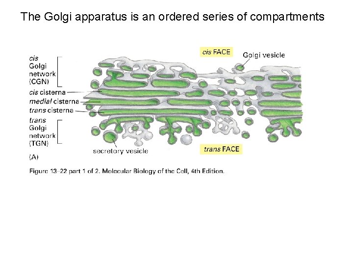 The Golgi apparatus is an ordered series of compartments 
