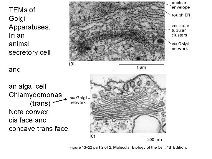 TEMs of Golgi Apparatuses. In an animal secretory cell and an algal cell Chlamydomonas