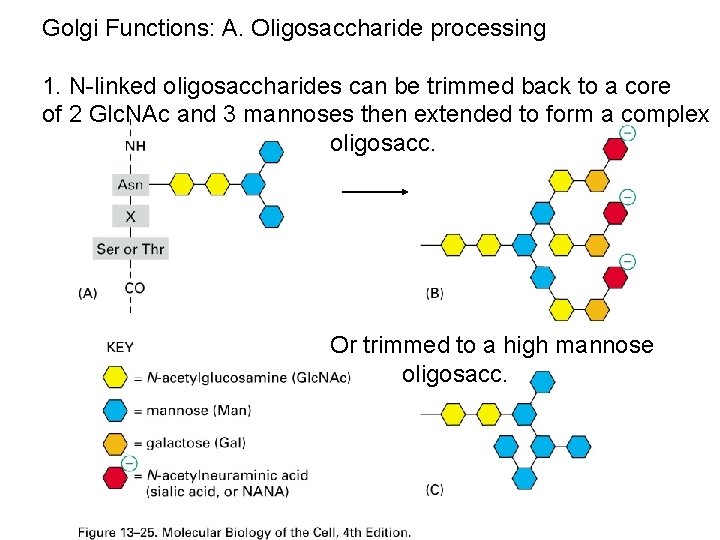 Golgi Functions: A. Oligosaccharide processing 1. N-linked oligosaccharides can be trimmed back to a