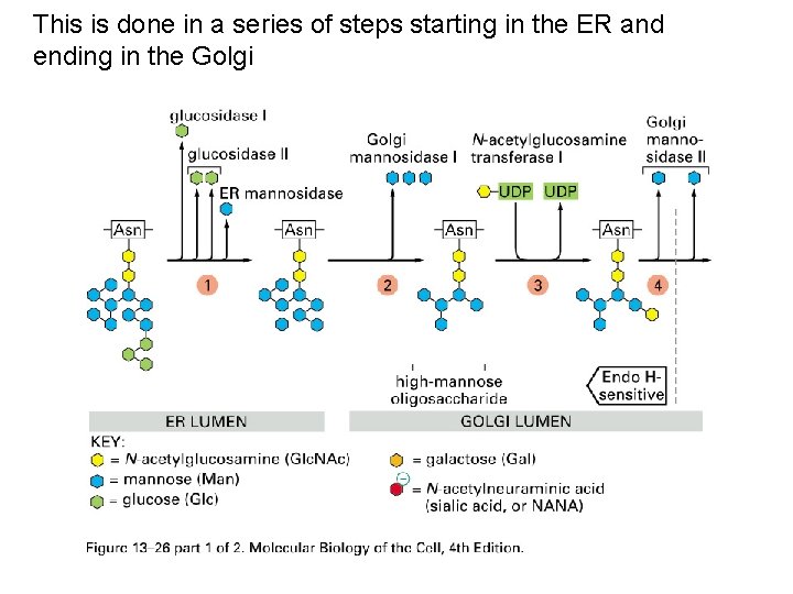 This is done in a series of steps starting in the ER and ending