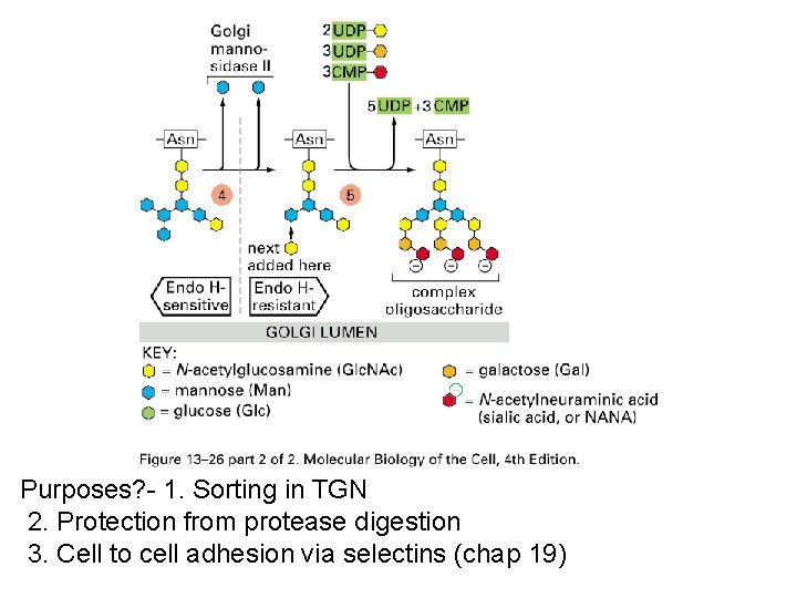 Purposes? - 1. Sorting in TGN 2. Protection from protease digestion 3. Cell to