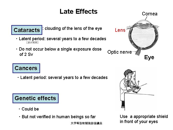 Late Effects Cataracts Cornea : clouding of the lens of the eye Lens ・Latent