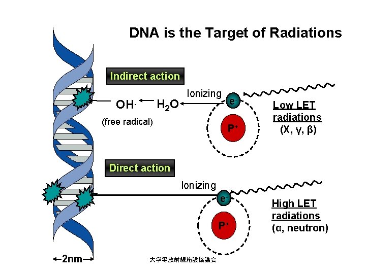 DNA is the Target of Radiations Indirect action H 2 O OH. Ionizing (free