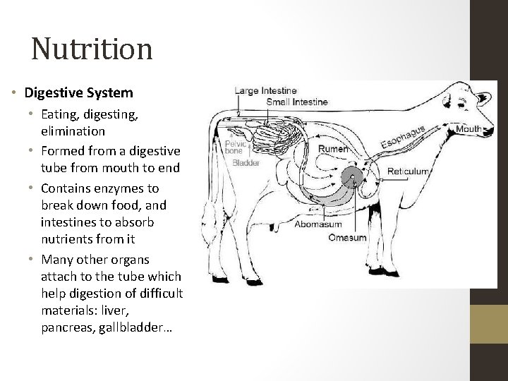 Nutrition • Digestive System • Eating, digesting, elimination • Formed from a digestive tube