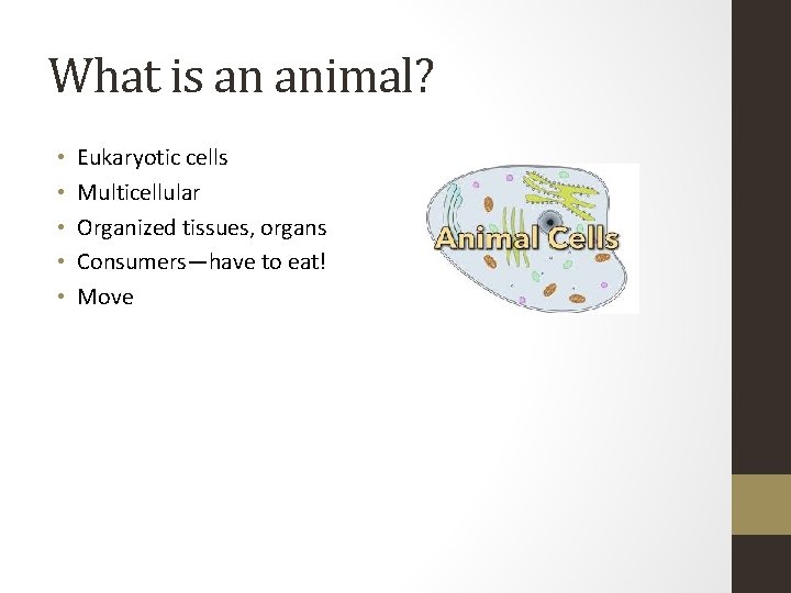 What is an animal? • • • Eukaryotic cells Multicellular Organized tissues, organs Consumers—have