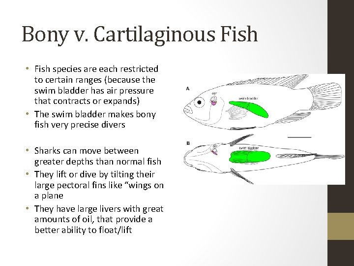 Bony v. Cartilaginous Fish • Fish species are each restricted to certain ranges (because