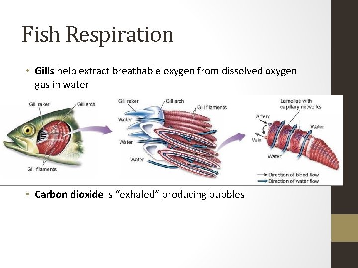 Fish Respiration • Gills help extract breathable oxygen from dissolved oxygen gas in water