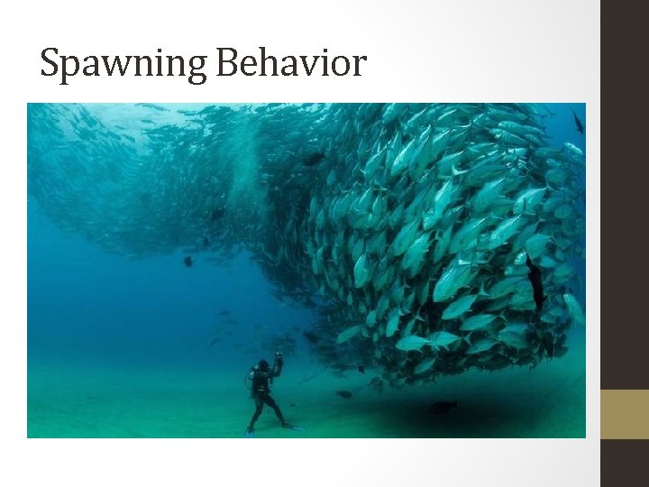 Spawning Behavior 