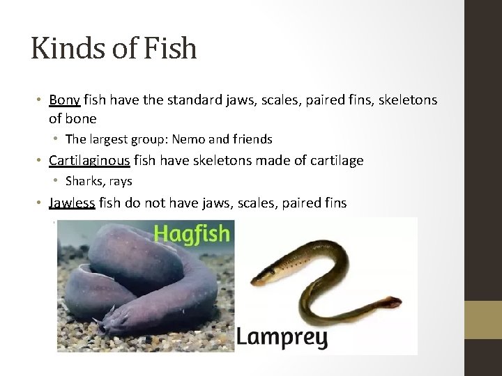 Kinds of Fish • Bony fish have the standard jaws, scales, paired fins, skeletons