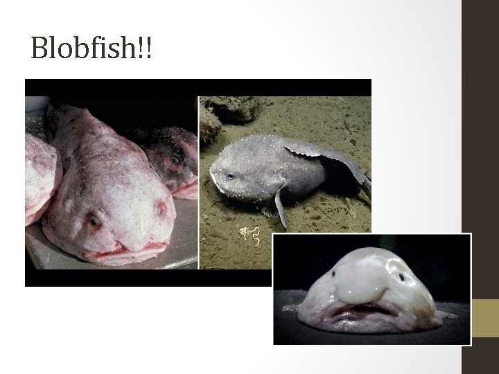 Blobfish!! 