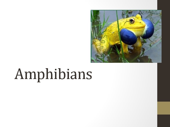 Amphibians 