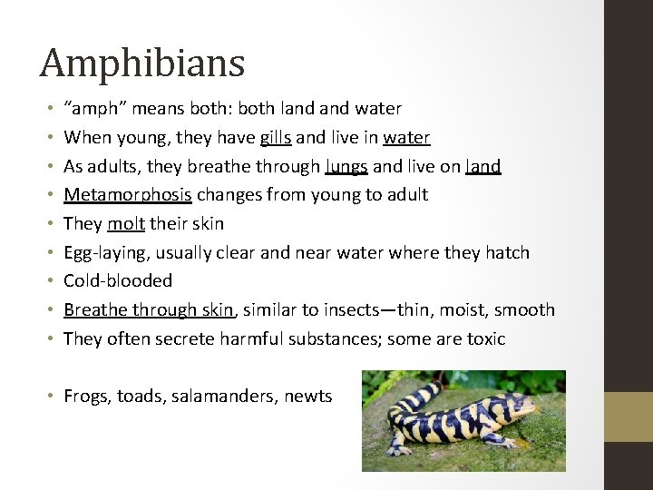 Amphibians • • • “amph” means both: both land water When young, they have