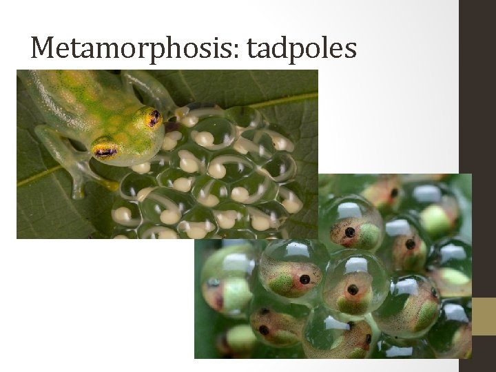 Metamorphosis: tadpoles 