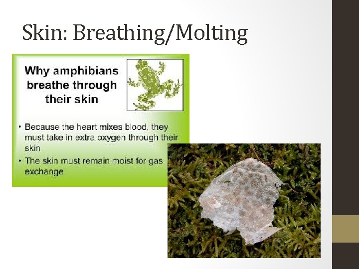 Skin: Breathing/Molting 